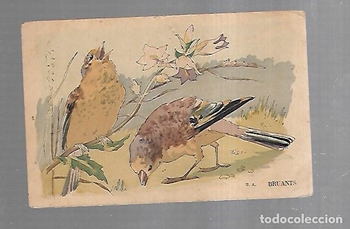 Postais: TARJETA POSTAL DE ANIMALES. PAJARITOS EN CAMPO. BRUANTS