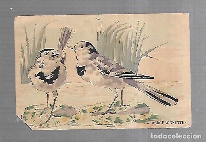 Postais: TARJETA POSTAL DE ANIMALES. PAJARITOS EN NENUFAR DE AGUA. BERGERONNETTES