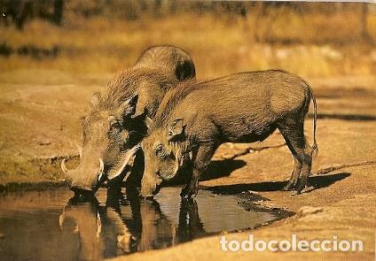 Postcards: Kenia & Circulado, Jabal&iacute; de &Aacute;frica Oriental,, Reino Unido 1982 (7796)