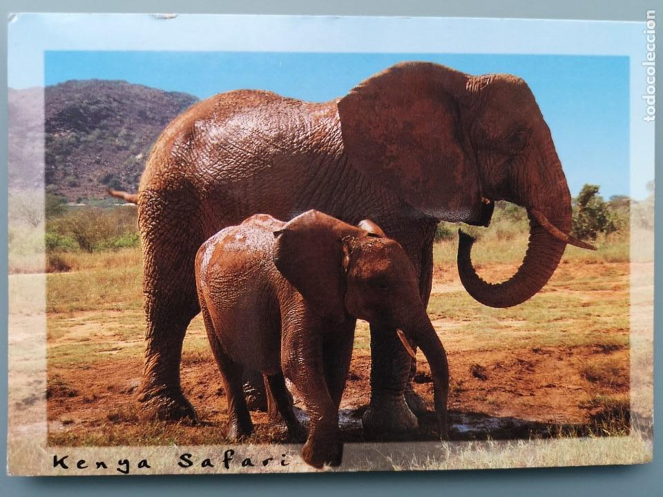 Postais: POSTAL MODERN ELEFANTES AFRICANOS ELEFANTE Y SU CRIA KENIA KENYA SAFARI AFRICA SABANA AFRICANA COLOR