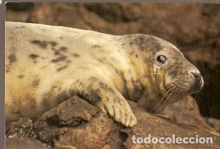 Postais: Gran Bretana & Circulado,  Foca, Halichoerus Grypus, Haverfordwest a Luton 1988 (5018)