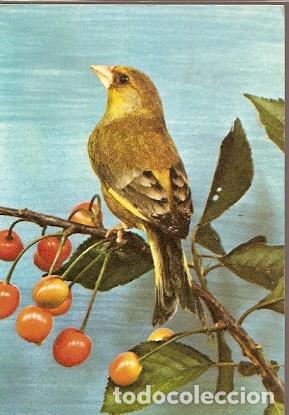 Postais: Gran Bretana & Circulado, Aves, Finchada, Chloris Chloris, Golders Green to Burford 1975 (885)