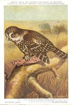 Postais: Belgica ** & Instituto Belga de Ciencias Naturales, Chevechette Glaucidium Perlatum Perl&eacute;e, (32)
