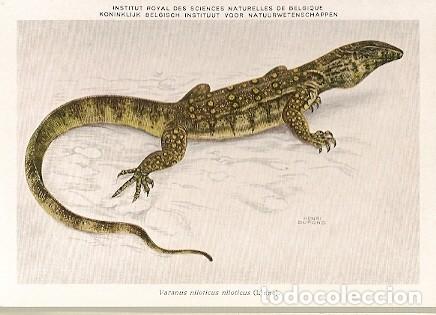 Postais: Belgica ** & Postale, Ciencias Naturales de B&eacute;lgica, Varanus Niloticus, Linn&eacute; (7)