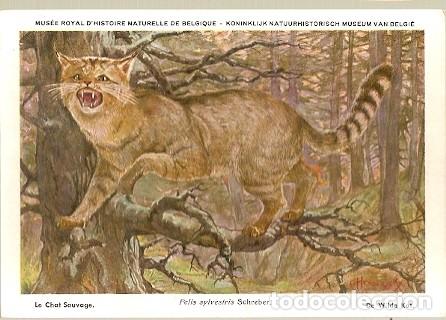 Postais: Belgica ** & Postale, Ciencias Naturales de B&eacute;lgica, El Gato Salvaje, Felis Silvestris Schreber (20)