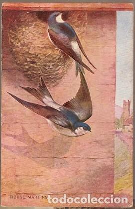 Postais: Gran Bretana & Circulado, Aves, Delichon Urbicum, Serie Salm&oacute;n 1950 (1834)