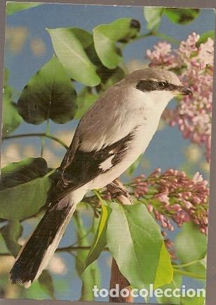 Postales: Holanda & Circulado,  Aves, Peque&ntilde;o Garra, Lanius Minor, Gouda 1980 (5757)