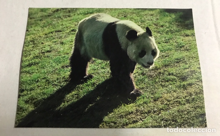 Postais: POSTAL OSO PANDA GIGANTE ZOO CASA DE CAMPO DE MADRID
