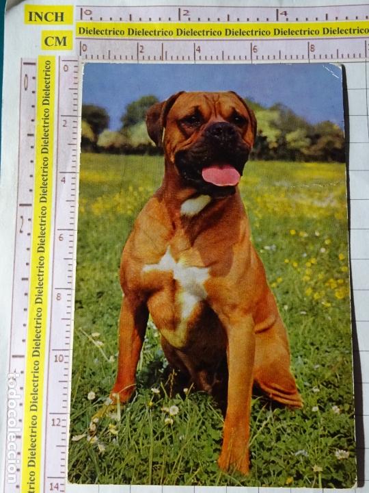 Postales: POSTAL DE ANIMALES. PERRO BOXER. 1732 - Foto 1