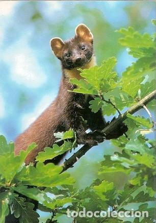 Postais: Alemania & Circulado, Fauna, Marte Pino, Martes Martes, Philippsburg a Munchen 1994 (4378)