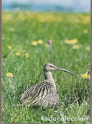 Postais: Alemania & Circulado, Fauna, Numenius Arquata, Gangkofen a Rastatt 1982 (19)