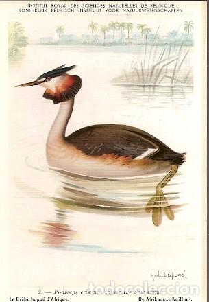 Postais: Belgica ** & Ciencias Naturales de B&eacute;lgica, Gran Colimbo, Podiceps Cristatus (2)