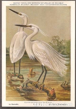 Postais: Belgica ** & Ciencias Naturales de B&eacute;lgica, La Garzetta, Egretta Garzetta (2)