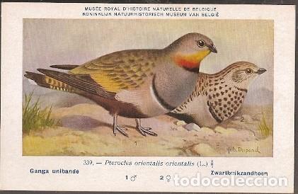 Postais: Belgica ** & Ciencias Naturales de B&eacute;lgica,Ganga Unibande, Pterocles (339)