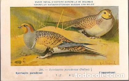 Postais: Belgica ** & Postale, Ciencias Naturales de B&eacute;lgica, Syrrhapte Paradoxal, Steppenhoen, Pallas (266)