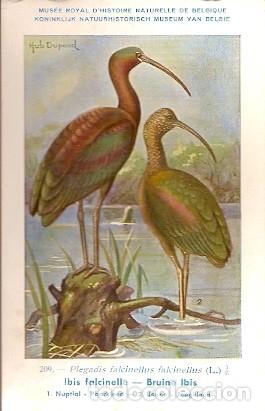 Postais: Belgica ** & Postale, Ciencias Naturales de B&eacute;lgica, Ibis Falcinelle, Plegadis Falcinellus, (209)
