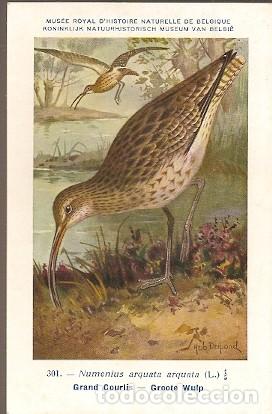 Postais: Belgica ** & Postale, Ciencias Naturales de B&eacute;lgica, Gran Curlew, Numenius Arquata (301)