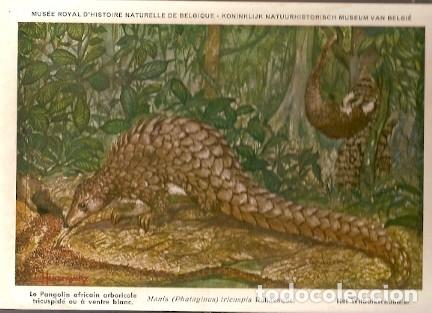 Postais: Belgica ** & Postale, Ciencias Naturales de B&eacute;lgica, &Aacute;rbol Pangol&iacute;n, Tricuspis Rafinesco (36)