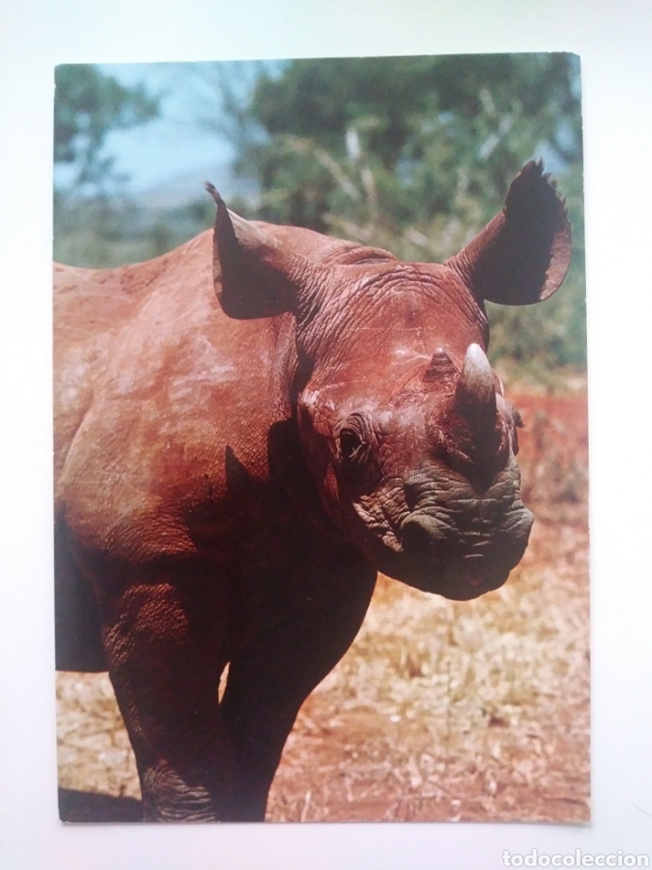 Postais: rhinoceros.kenia.circulada. 1980