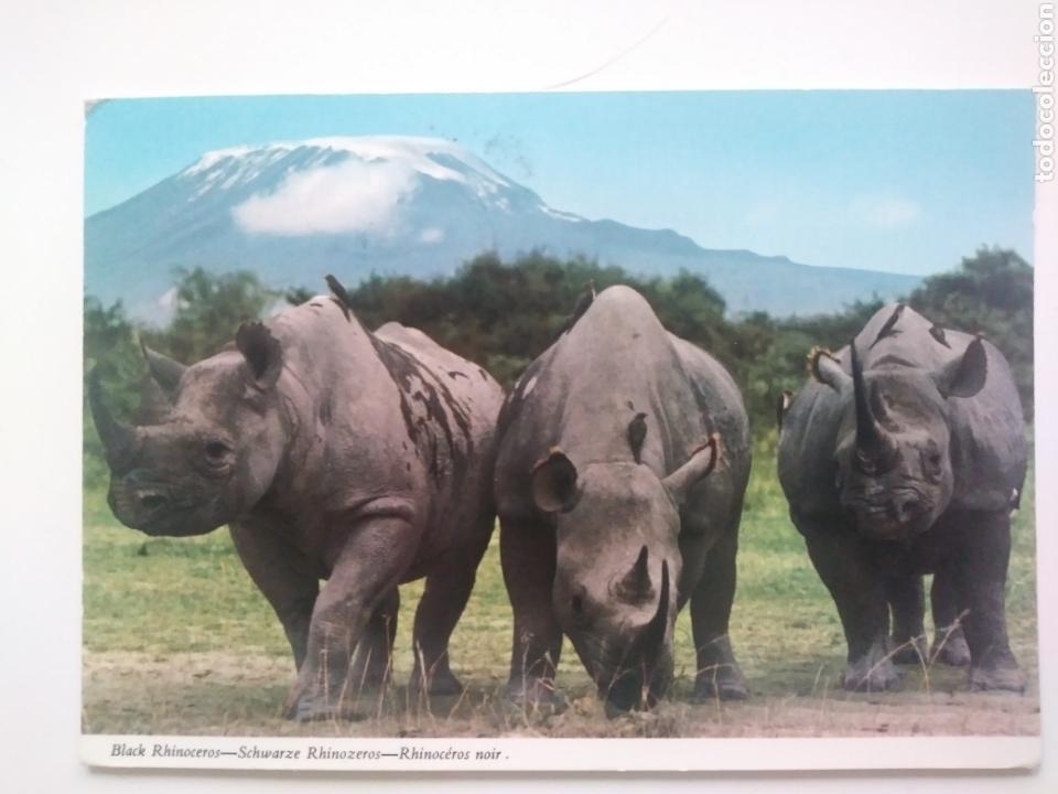 Postais: Black rhinoceros.kenia.circulada.1976