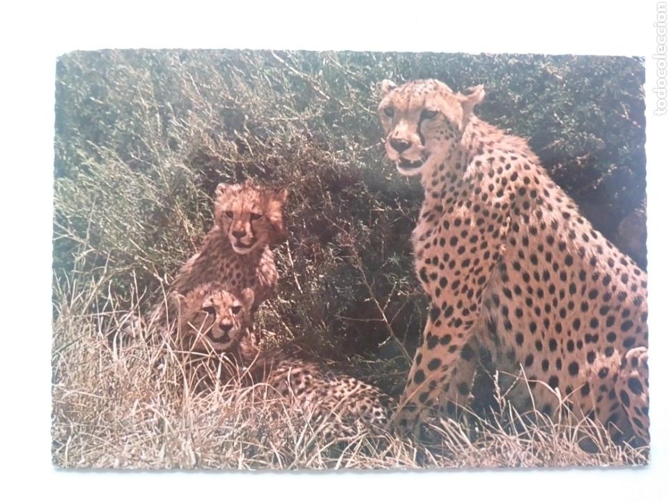 Postais: Cheetah.kenia.circulada