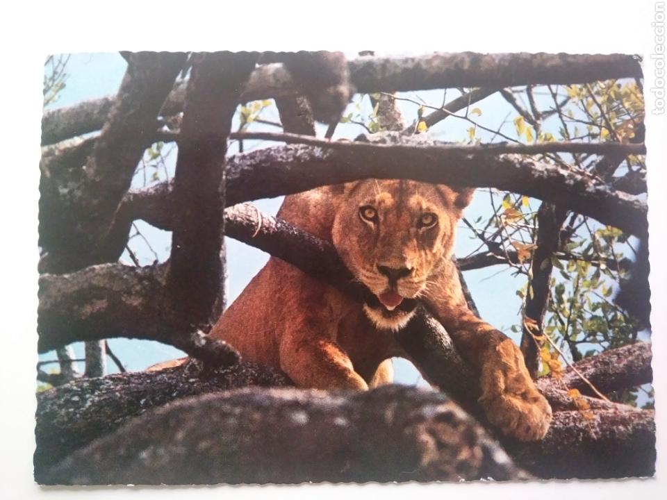 Postais: Lion.kenia.circulada.1966.PEDIDO MINIMO : 5&euro;