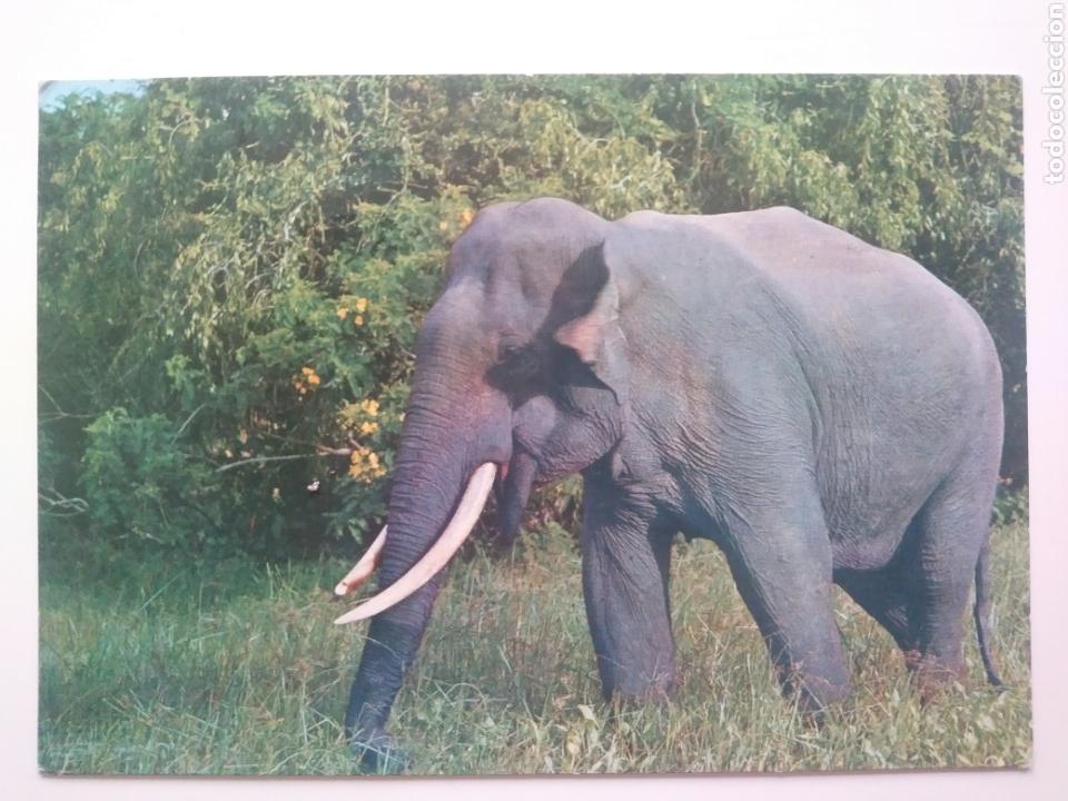 Postais: Wild tusker puhunu national park sri lanka.PEDIDO MINIMO : 5&euro;