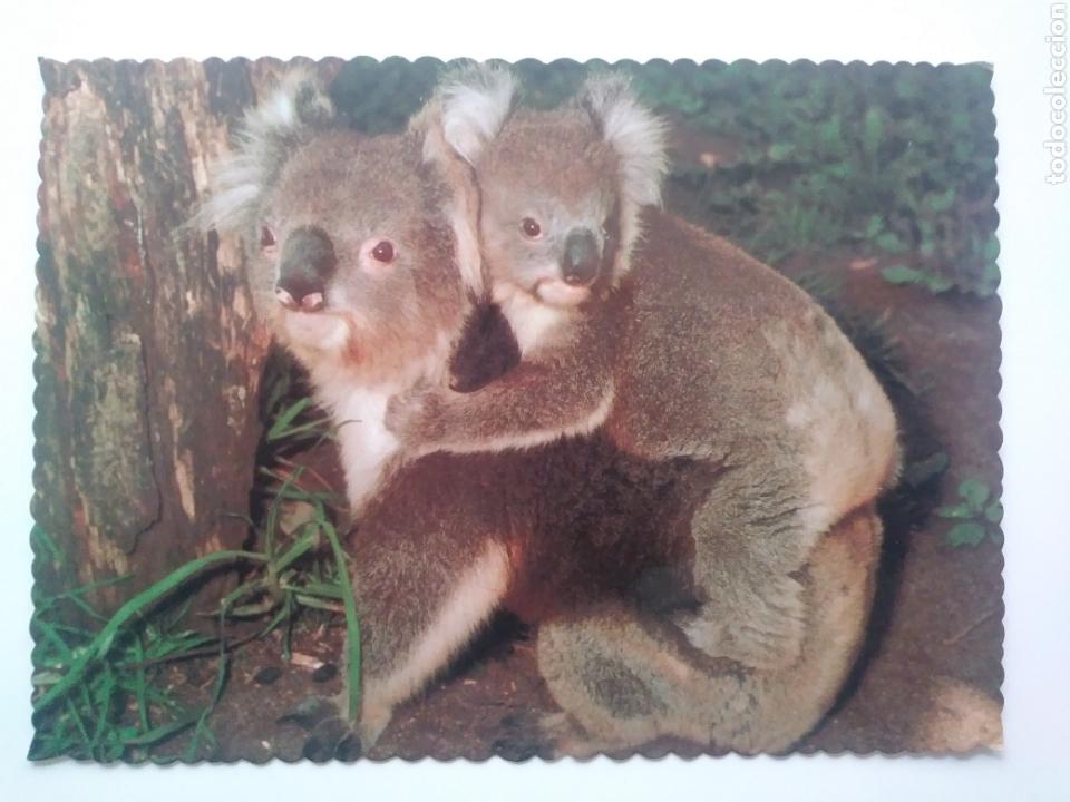Postais: Koala with young.australia