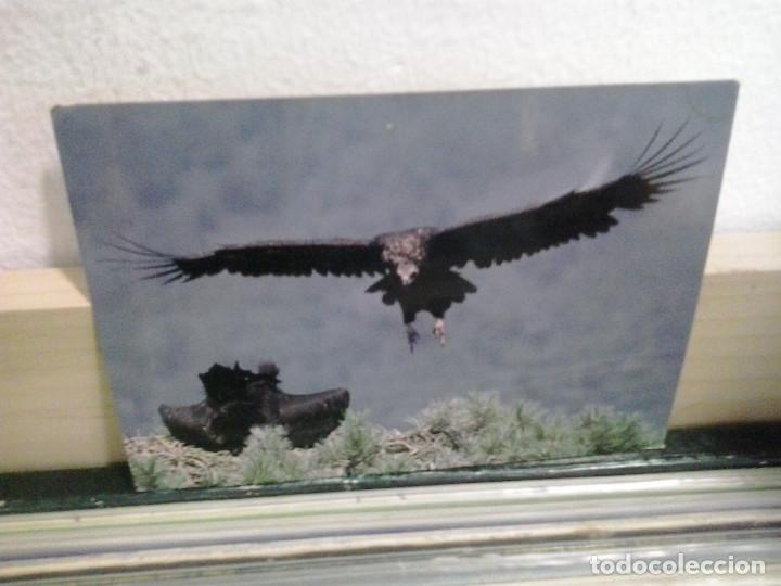 Postais: LMV - Postal buitre negro, a&ntilde;o 1992, 15x10'50 cm
