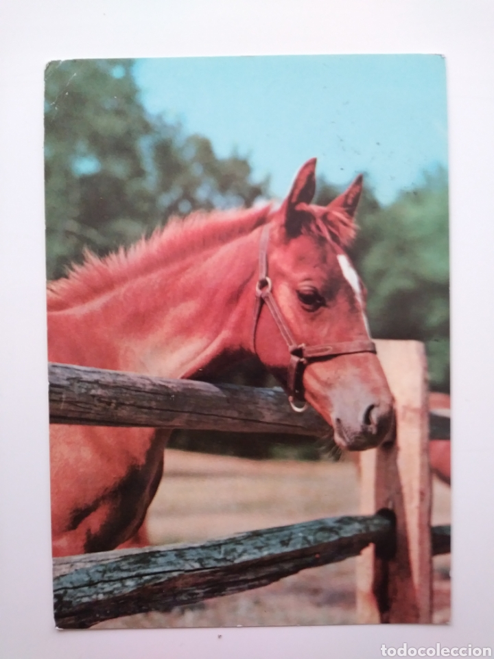 Postais: Caballo: circulada.1972.espa&ntilde;a.