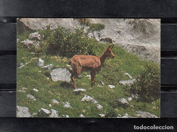Postais: FAUNA IB&Eacute;RICA. RUPICABRA (REVECO SARRIO)