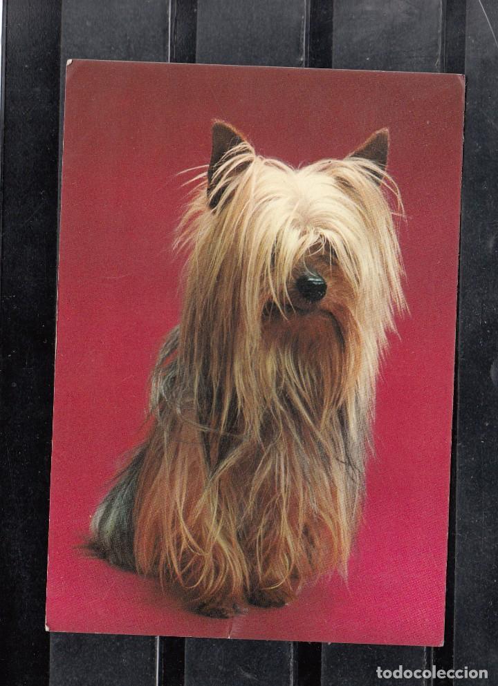 Postais: PERRITO MELENUDO