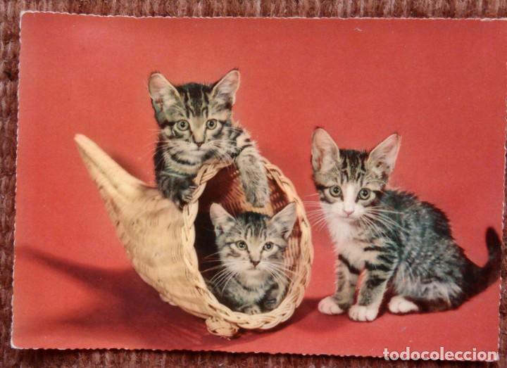 Postais: GATOS