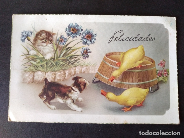 Postales: PATOS PERRO Y GATO POSTAL - Foto 1