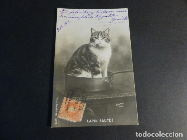 Postales: GATO EN UNA SARTEN POSTAL - Foto 1