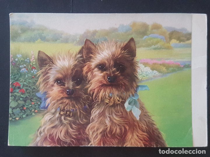 Postales: DOS PERROS POSTA ILUSTRADA - Foto 1