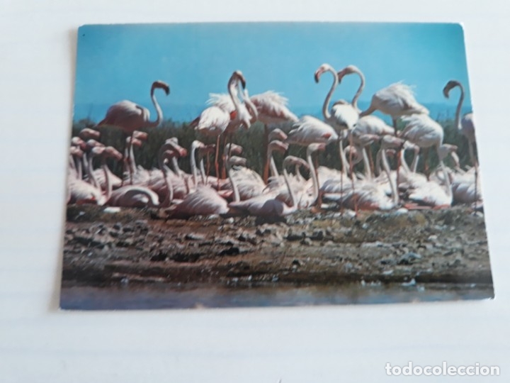 Postales: Flamencos rosas francia