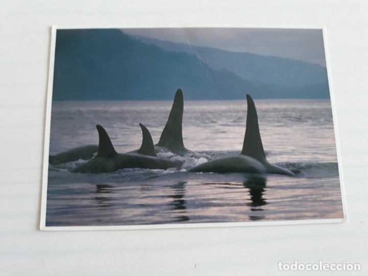 Postales: Orcas - Foto 1