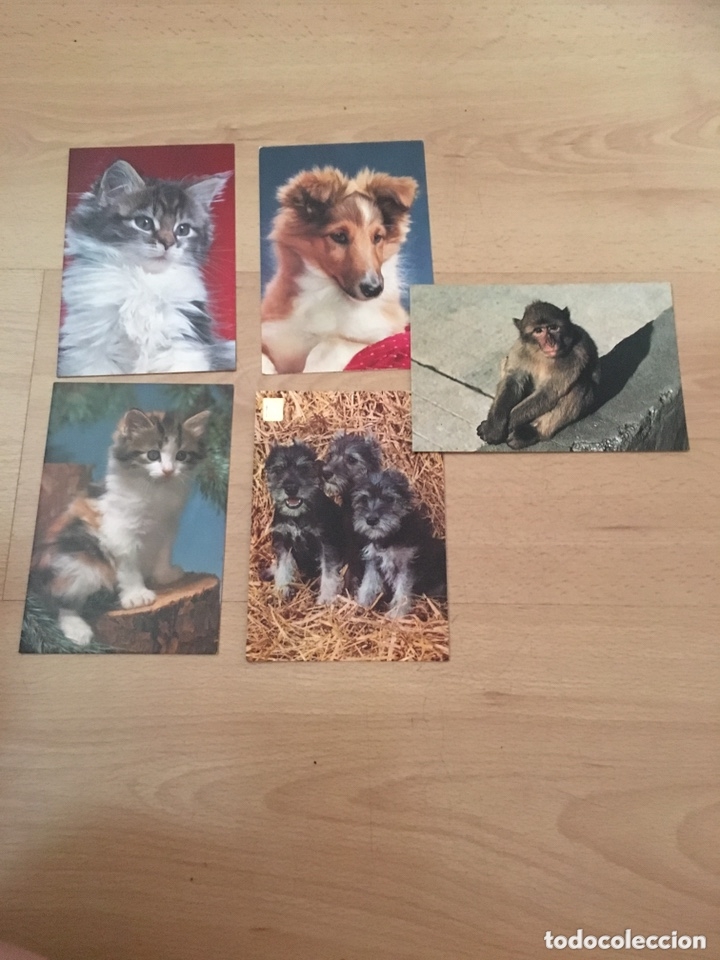 Postcards: Postales an&iacute;males