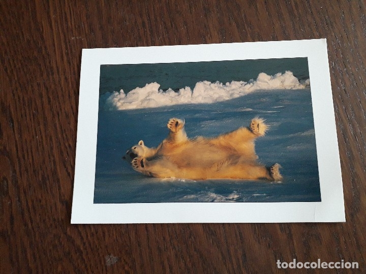 Postales: postal de animales, oso polar