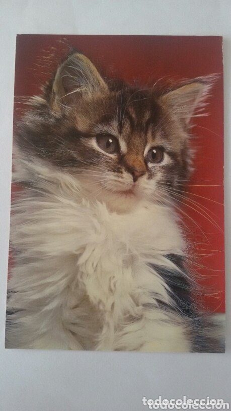 Postales: Postal de gatos. CyZ 7610/29-B. Escrita
