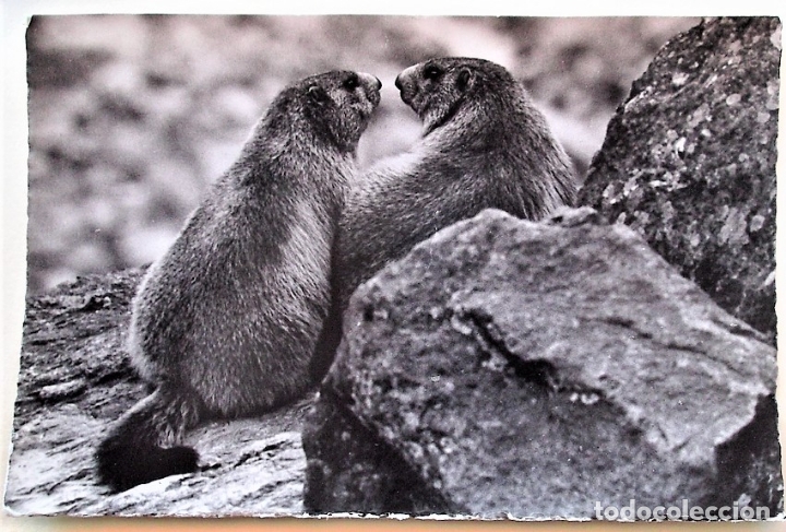 Postales: Marmotas. Nueva. Blanco/Negro