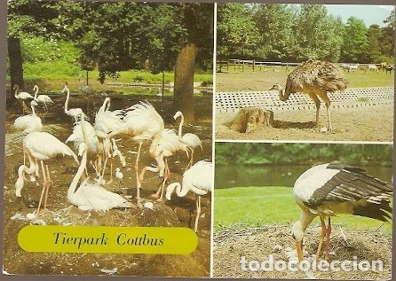 Postales: Alemania & Circulado, Flamencos del Zool&oacute;gico de Cottbus, Forst a Schwarzheide 1987 (5776)