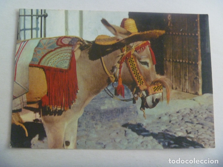 Postcards: POSTAL UN TIPICO BUERRO ANDALUZ ENJAEZADO . A&Ntilde;OS 60
