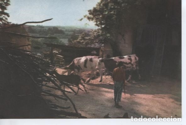 Postales: POSTAL DE GRANJA CON VACAS  (FRANCIA)