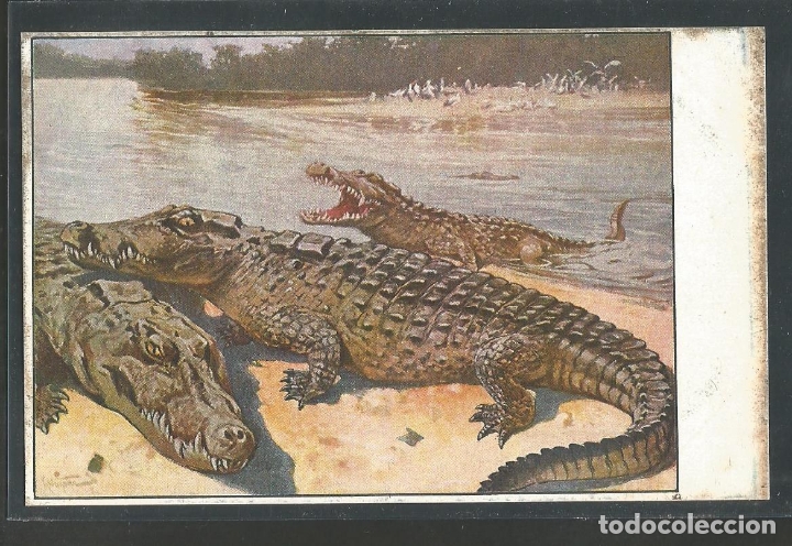 Postales: COCODRILOS-POSTAL ANTIGUA-(61.993)