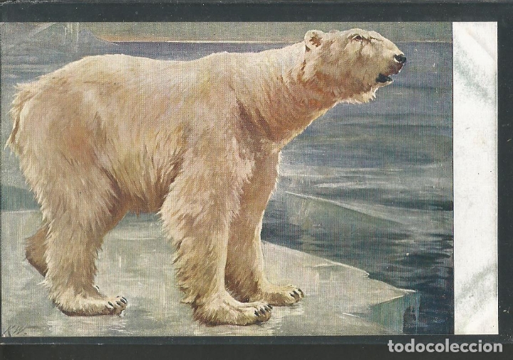 Postales: OSO POLAR-POSTAL ANTIGUA-(61.994)