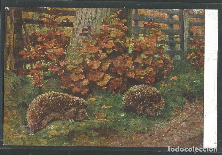 Postales: ERIZOS-POSTAL ANTIGUA-(61.996)