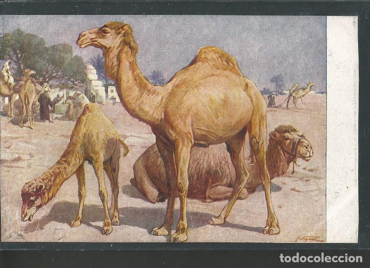 Postales: CAMELLOS-POSTAL ANTIGUA-(61.998)
