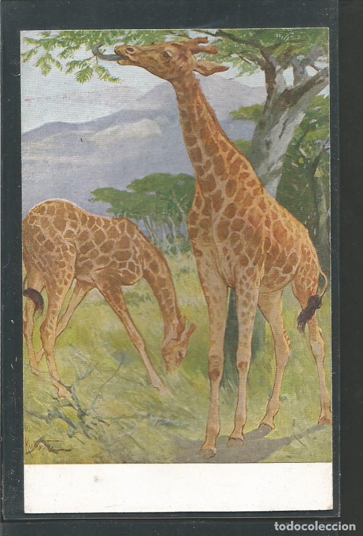 Postales: JIRAFAS-POSTAL ANTIGUA-(61.999)